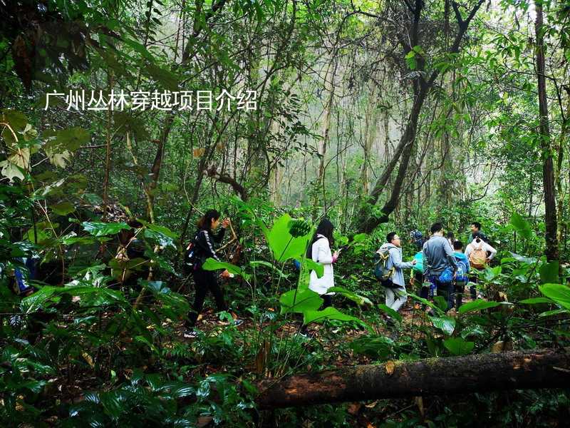 广州丛林穿越项目介绍_2