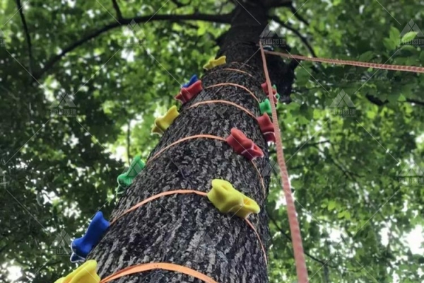 攀树团建：亲近自然，挑战垂直极限，体验当“蜘蛛侠”的感觉！