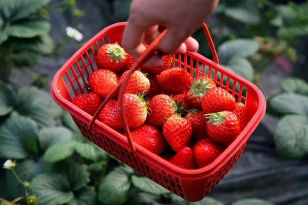 如何组织好春季植树和采摘草莓的团建活动呢？