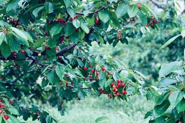 去快乐农夫组织一次樱桃采摘团建活动吧！