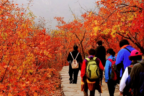 北京团建去哪｜故都的秋之坡峰岭徒步