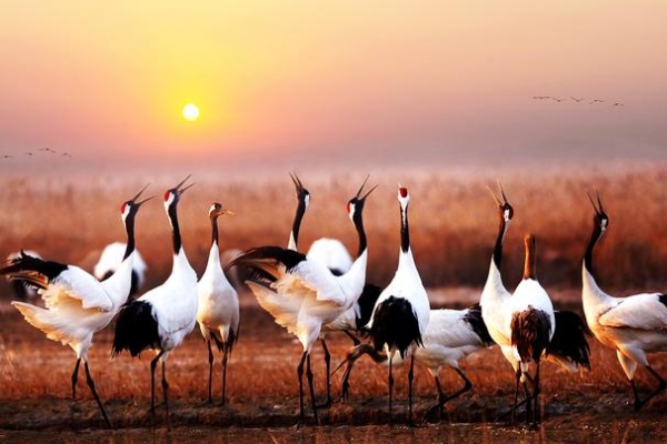 盐城湿地珍禽国家级自然保护区|丹顶鹤自然保护区