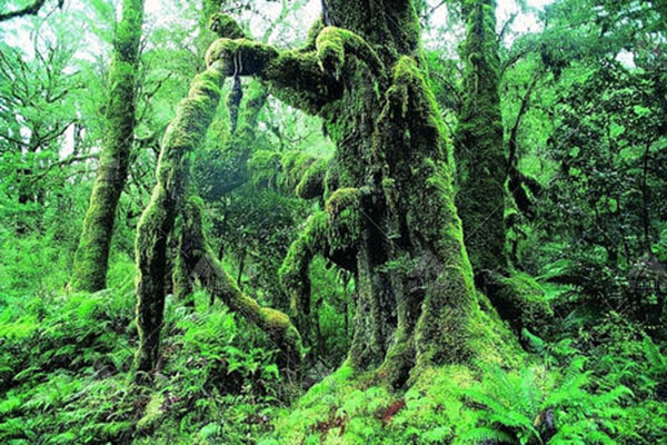 【海南岛三日】雨林徒步三天两夜与原始森林亲密接触
