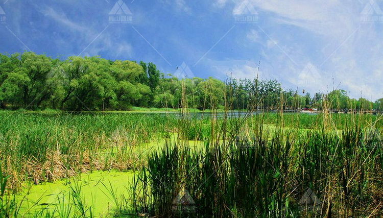延庆三里河湿地公园图片