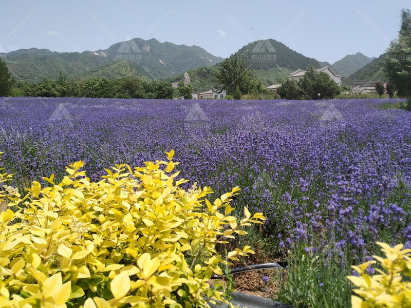 張北薰衣草莊園_2