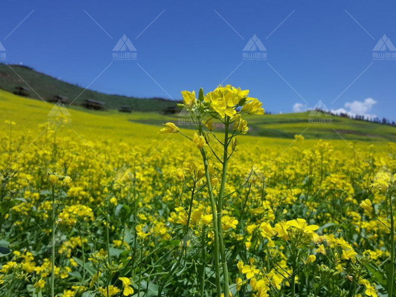 门源百里油菜花海_5