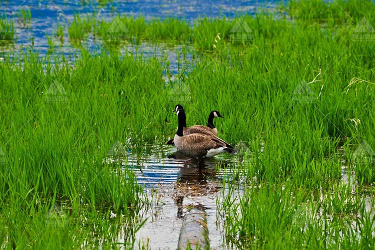 徒步骑行团建推荐：北京唯一的湿地鸟类自然保护区——野鸭湖_1