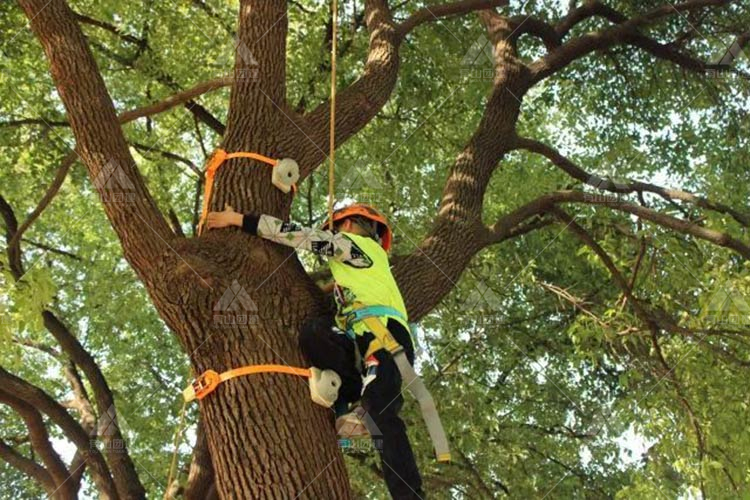 攀树团建：亲近自然，挑战垂直极限，体验当“蜘蛛侠”的感觉！_3