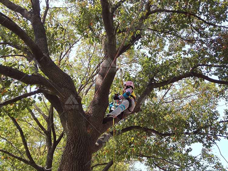 攀树团建：亲近自然，挑战垂直极限，体验当“蜘蛛侠”的感觉！_2