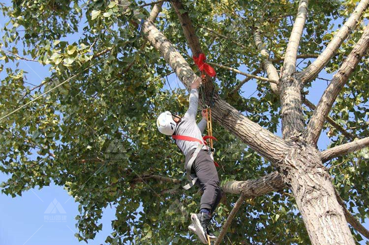攀树团建：亲近自然，挑战垂直极限，体验当“蜘蛛侠”的感觉！_5