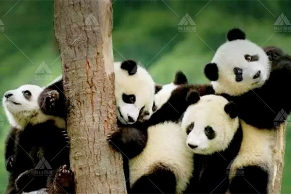 【成都6天5夜】大熊猫繁殖基地+九寨沟+黄龙风景区_2