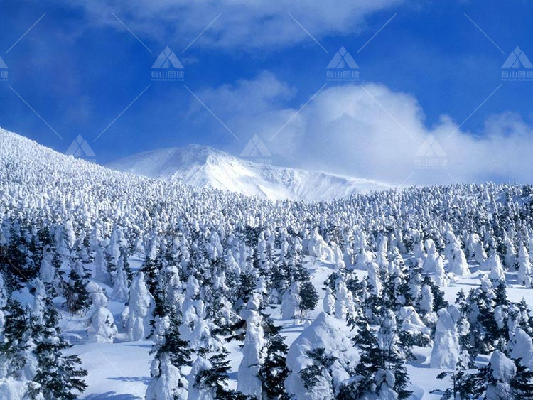 冬天的长白山，松柳银装，雪光岚气，云蒸霞蔚！_7