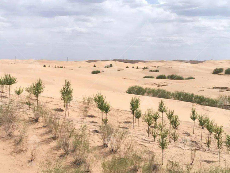 3日徒步沙漠：中国第七大沙漠——库布齐沙漠_3