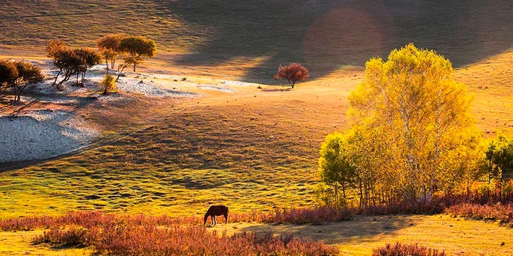 3日团建：乌兰布统草原的秋天遍处是褐红的草色和金黄的桦叶_1