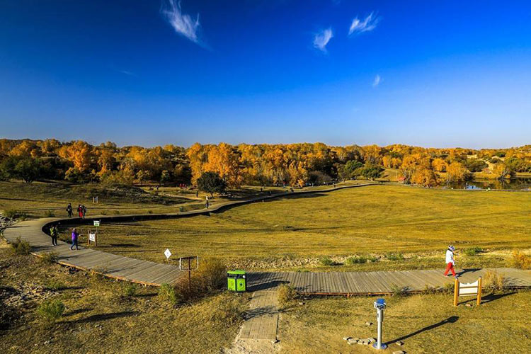 3日团建：乌兰布统草原的秋天遍处是褐红的草色和金黄的桦叶_2