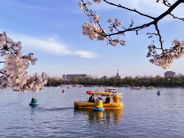 北京哪里的春色适宜大家出游踏青团建呢?_2