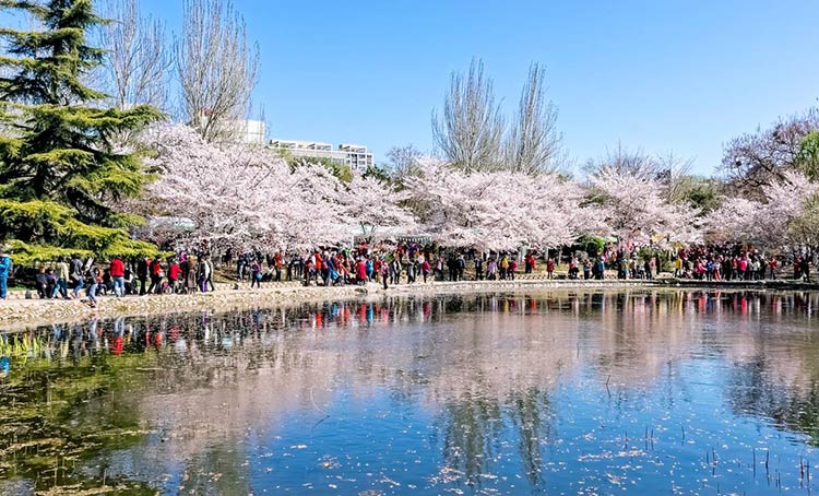 北京春季團(tuán)建去哪里賞花、玩水、爬山呢？_8