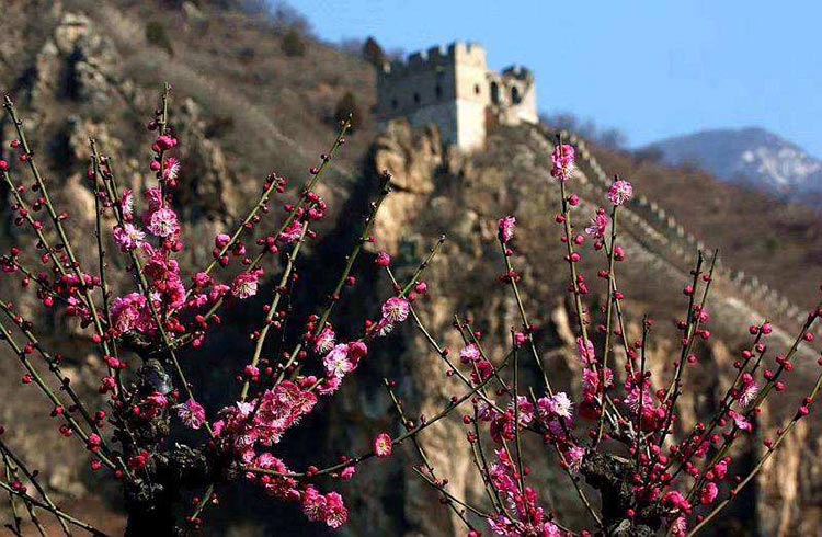 北京怀柔区在春季有哪些地方适合赏花呢？_1
