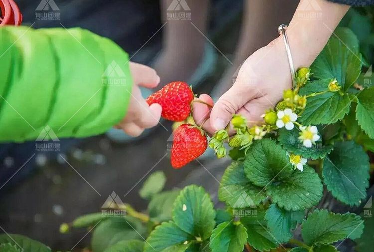 如何组织好春季植树和采摘草莓的团建活动呢？_3