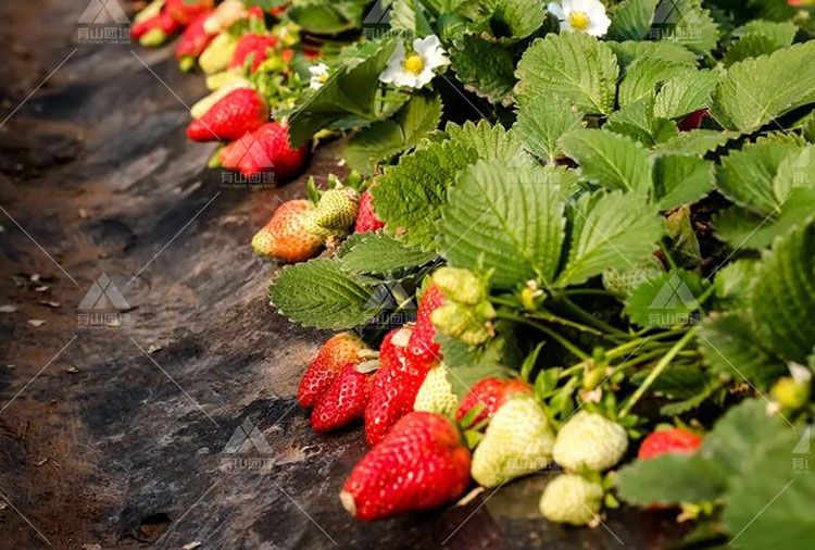 如何组织好春季植树和采摘草莓的团建活动呢？_4