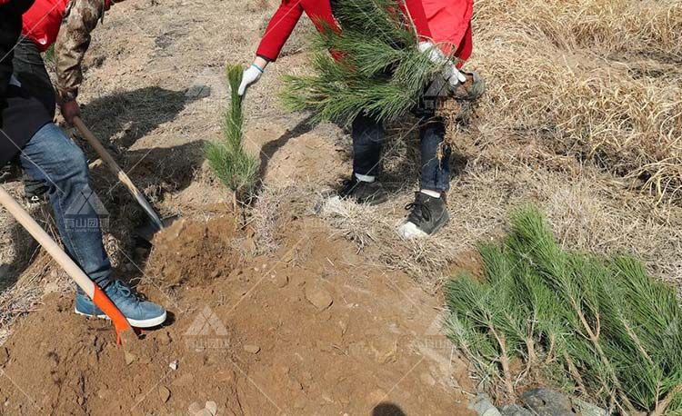 如何策劃好一天的響水湖長城植樹團建活動呢？_5