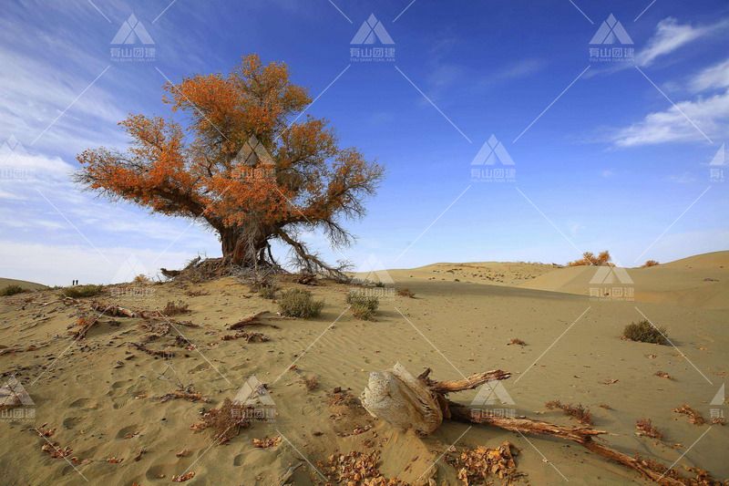 勃隆克国家沙漠公园|翁牛特沙漠沙湖_2