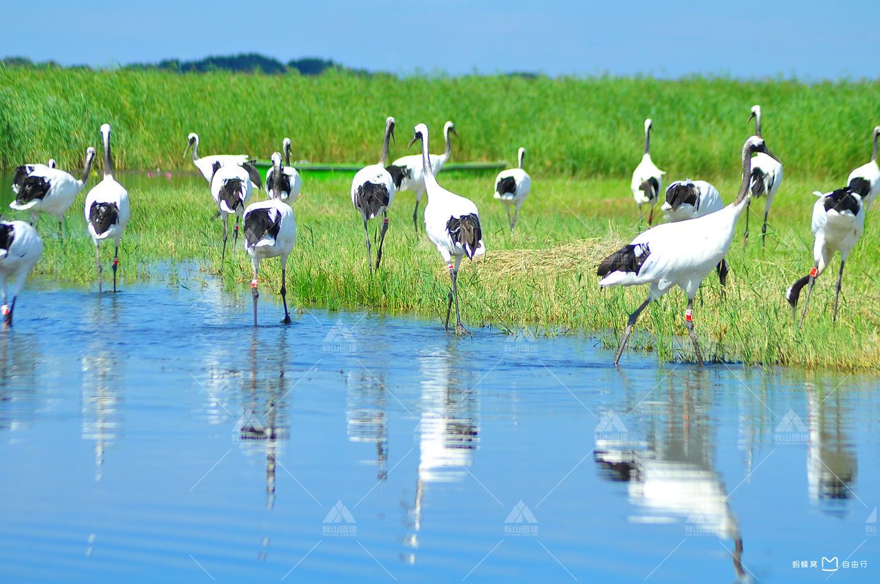 盐城湿地珍禽国家级自然保护区|丹顶鹤自然保护区_2