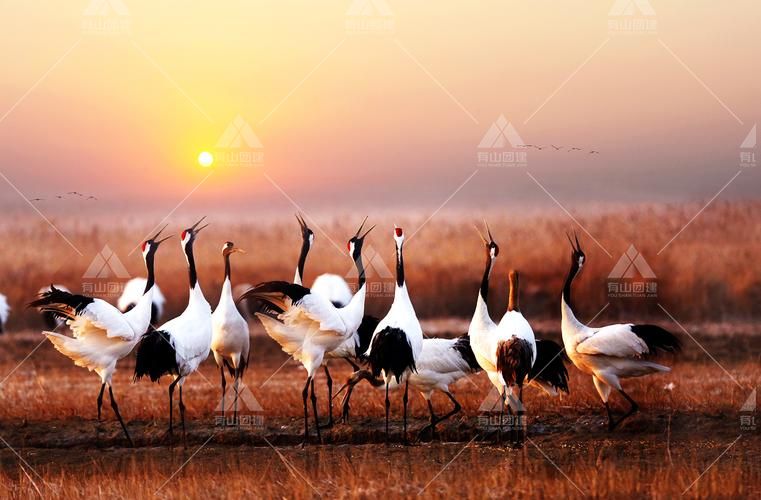 盐城湿地珍禽国家级自然保护区|丹顶鹤自然保护区_1