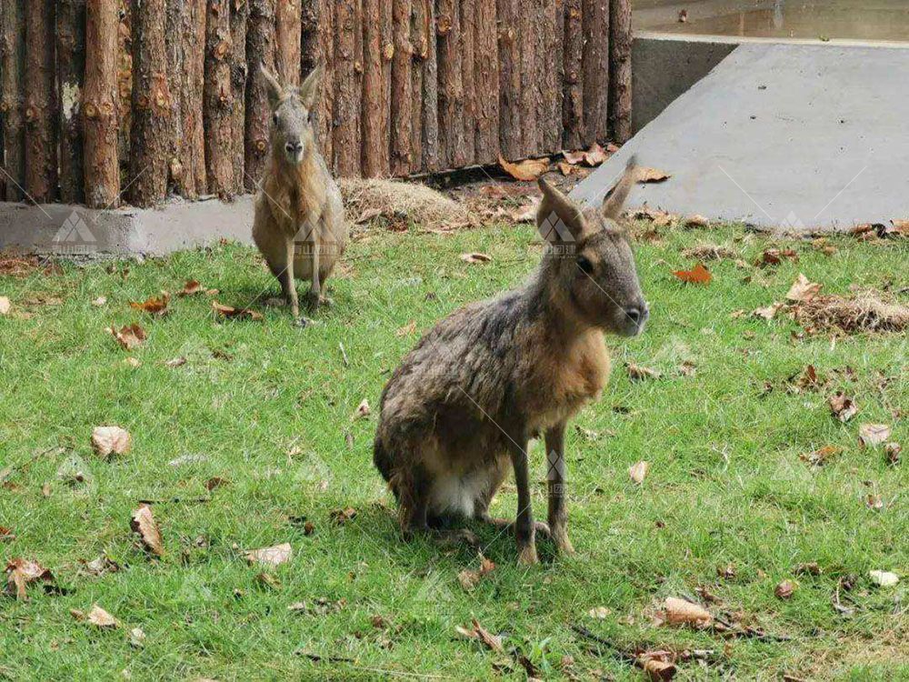 合肥市野生動物園_1